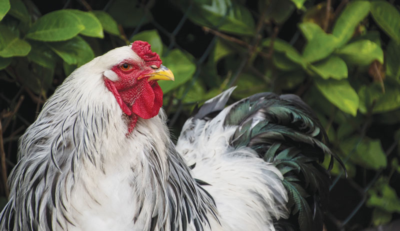 dual-purpose chicken breeds breed
