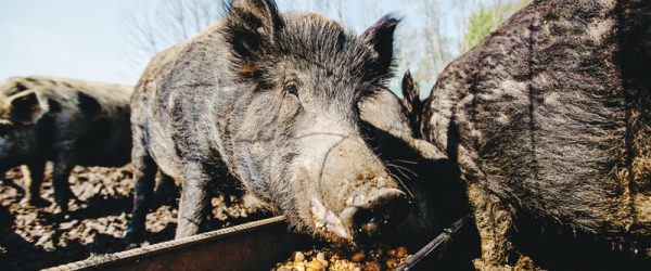 Grow Your Own Livestock Feed With These Garden Crops!