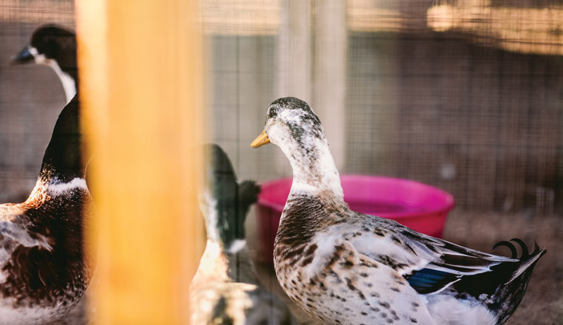backyard ducks duck