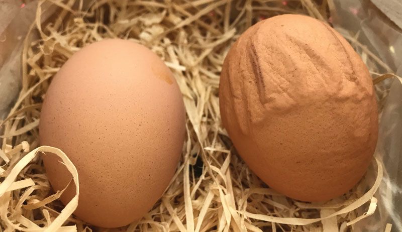 wrinkled abnormal chicken eggs