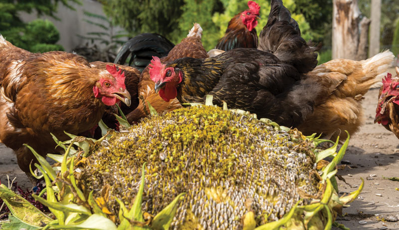 chickens chicken feed non-GMO GMO genetically modified