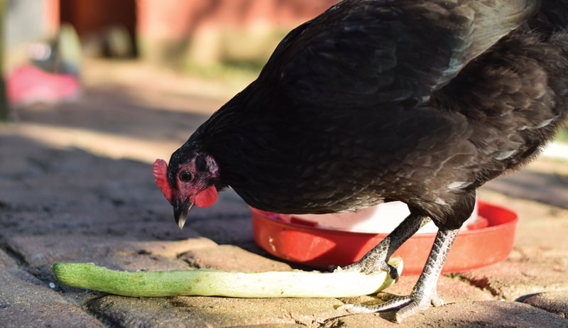 chickens chicken poultry toxic food toxins