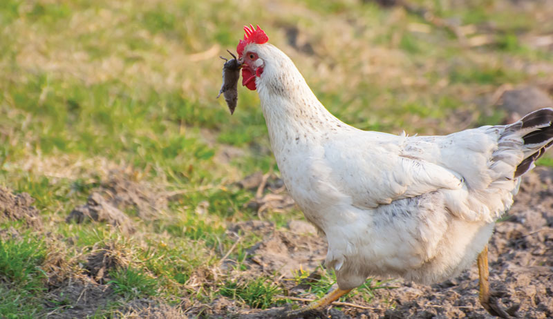 chickens meat chicken