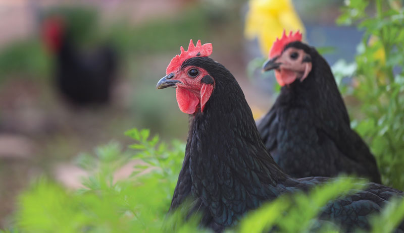 dual-purpose chicken chickens breed breeds