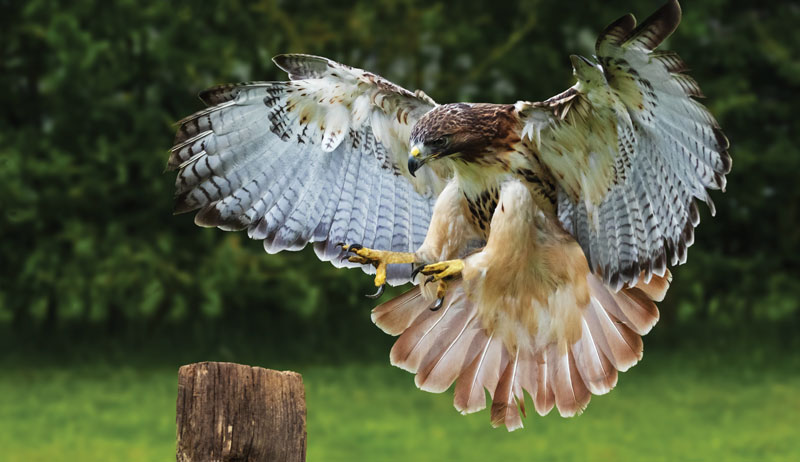 chickens chicken predators