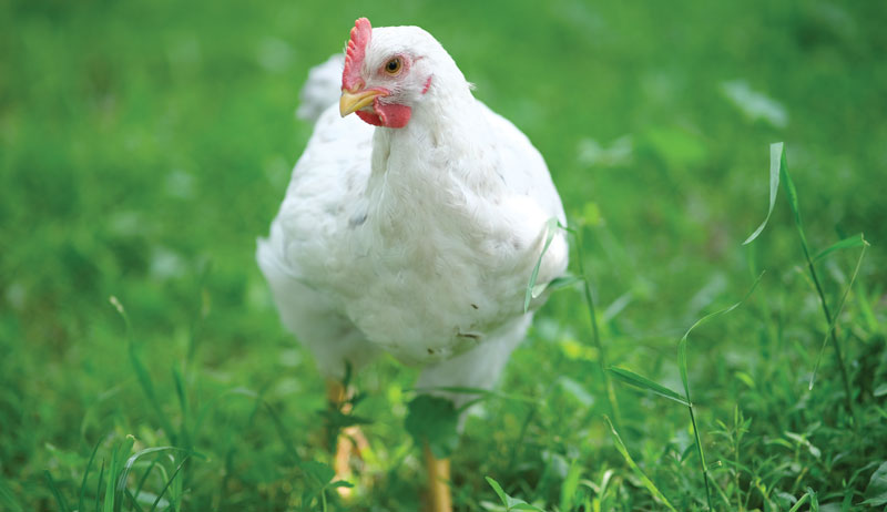 chicken chickens breed breeds