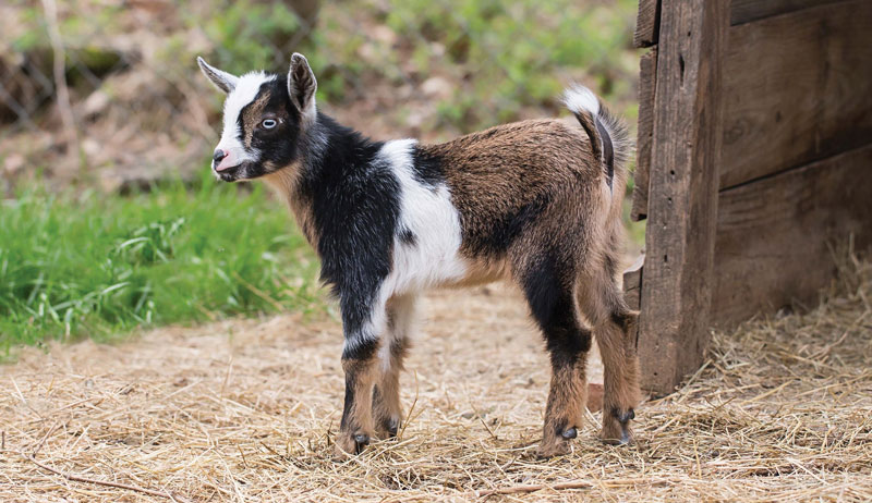 miniature dairy goats mini-milkers
