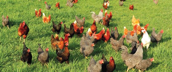 Protect Your Chickens Against These Common Predators