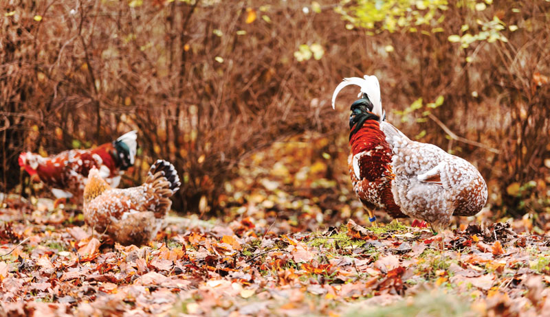 free-ranging free-range chickens fall