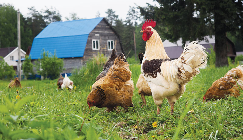 chickens chicken predators