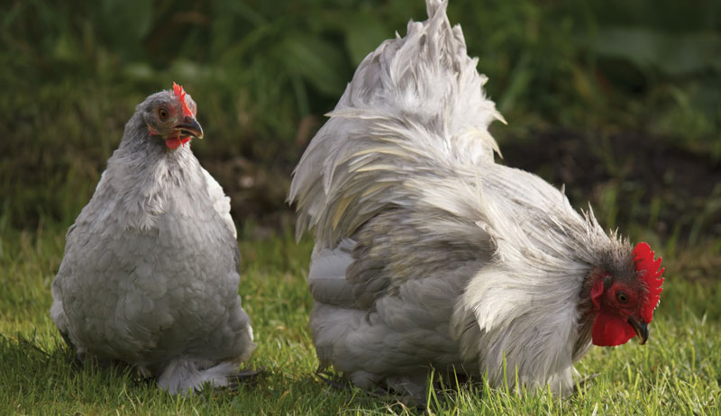 chicken chickens breed breeds