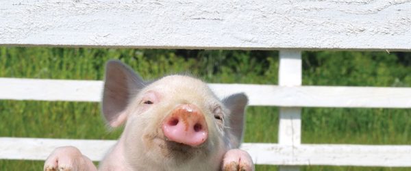 Livestock Fencing 101: Essential Advice For Your Farm Needs