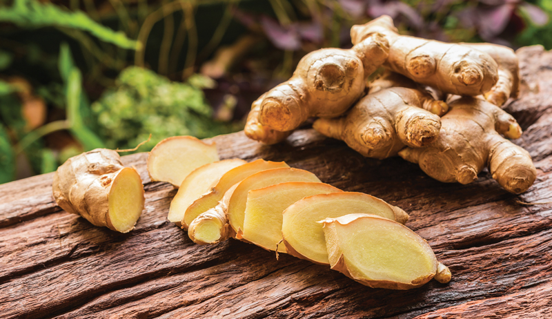medicinal herb herbs ginger