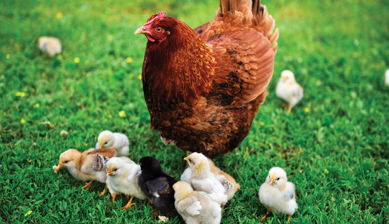 dual-purpose chicken chickens breed breeds
