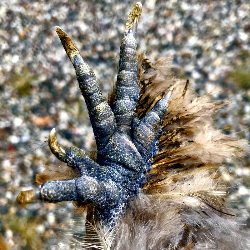 silkie chicken foot featuring five toes and leg feathering