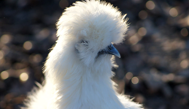 silkie chicken