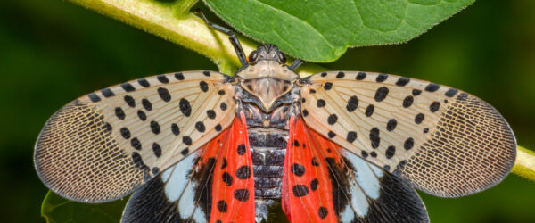 Spotted Lanternfly Control: Essential Tips for Hobby Farmers
