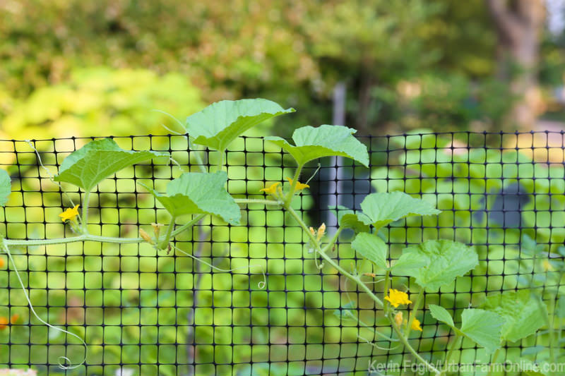 Squirrel Deterrents are Cheap Ways to Keep Squirrels Out of Your Garden - Photo by Kevin Fogle (UrbanFarmOnline.com)