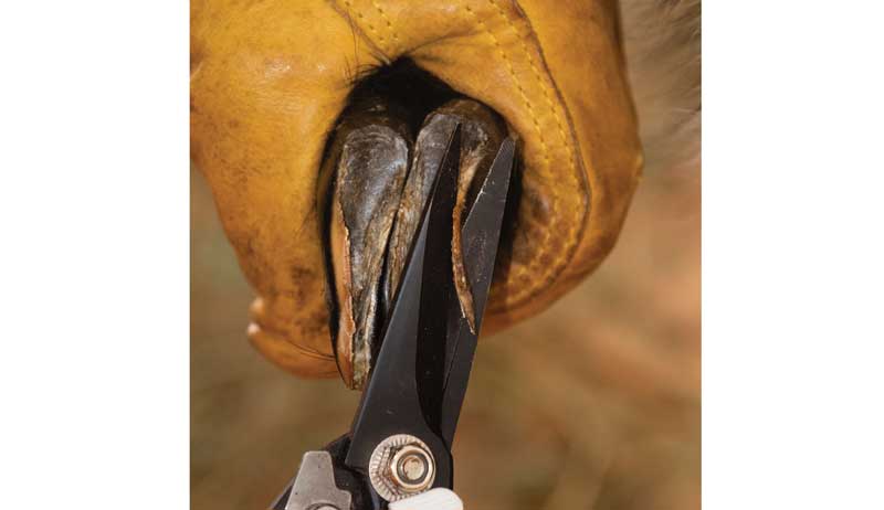 trim goat hooves hoof