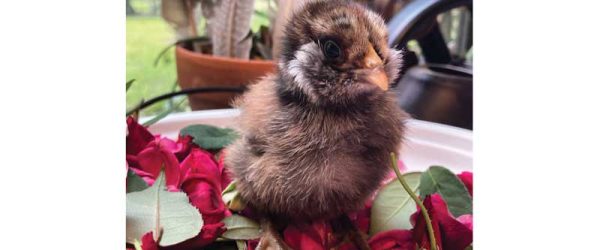 Shutterclucks: Chickens Editors Choose Reader Photos