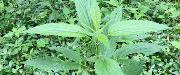How To Harvest Stinging Nettles (Video)