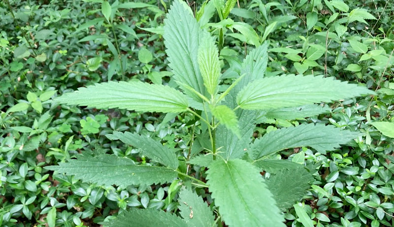 stinging nettles harvest recognize