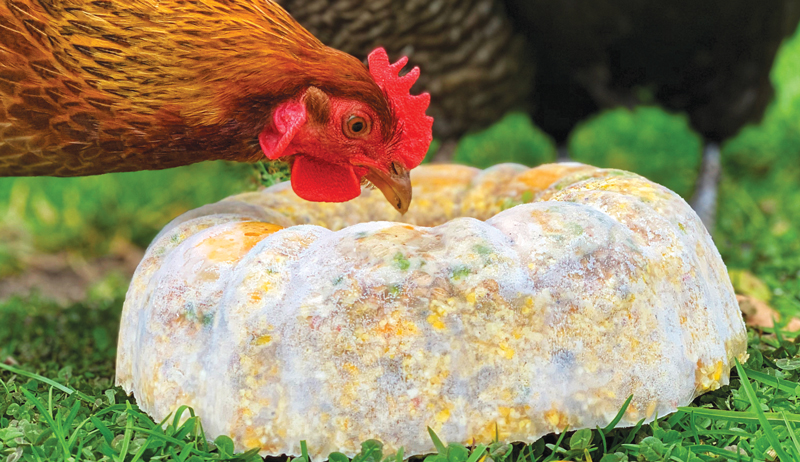 summer hot cool cold chicken treats