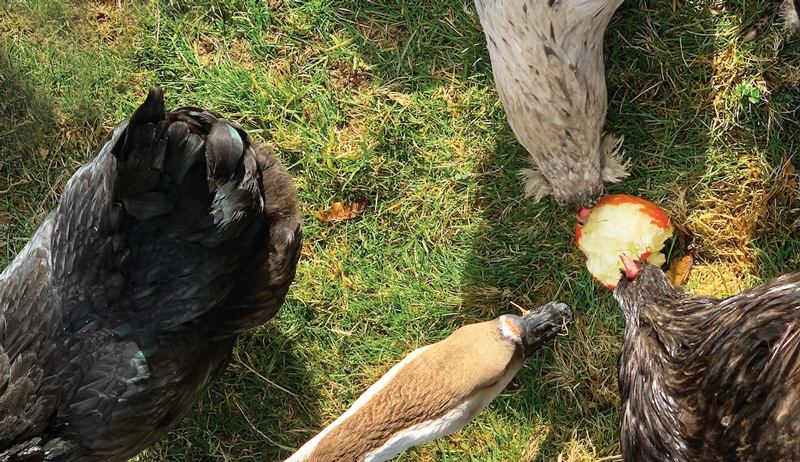 summer hot cool cold chicken treats