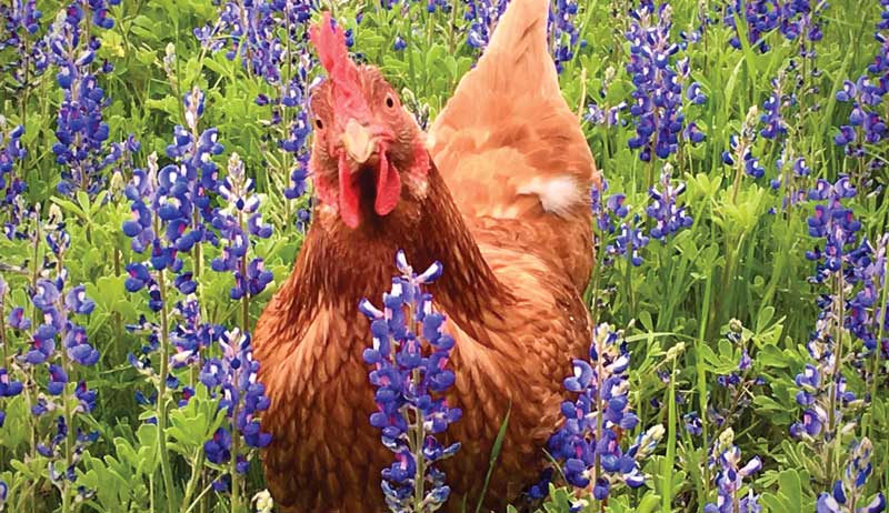 chicken chickens photos gallery