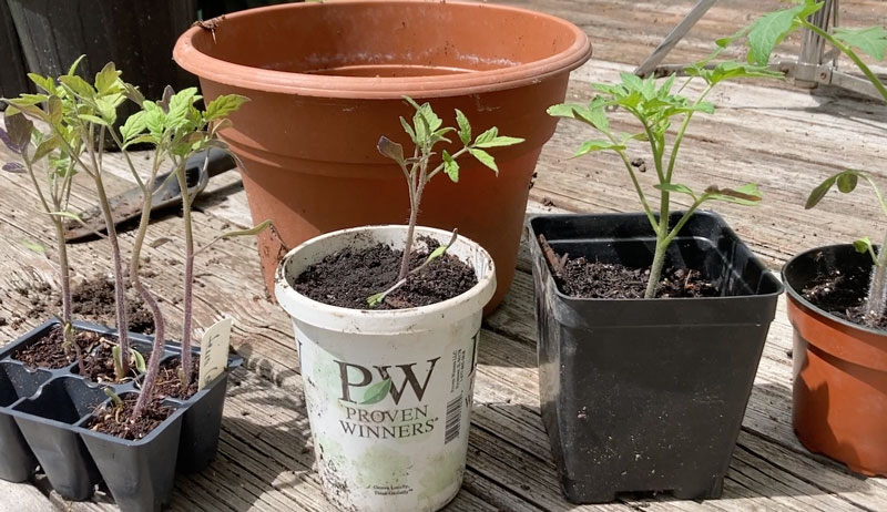 tomato tomatoes plant starts transplant