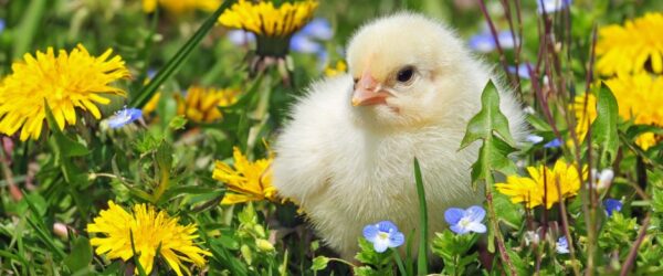 6 Treats for Baby Chicks to Enjoy