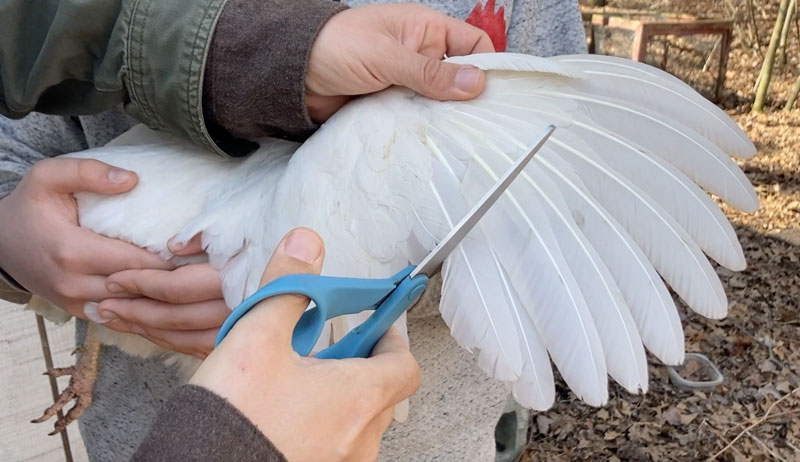clip clipping chickens chicken chickens' wings feathers