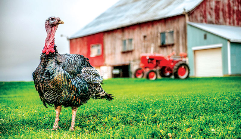 turkey standing in front of a red barn
