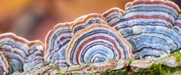 Turkey Tail Mushrooms Are Colorful, Beneficial