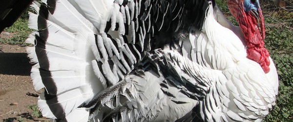 Raising Turkeys for Meat: A Guide for Small Farms