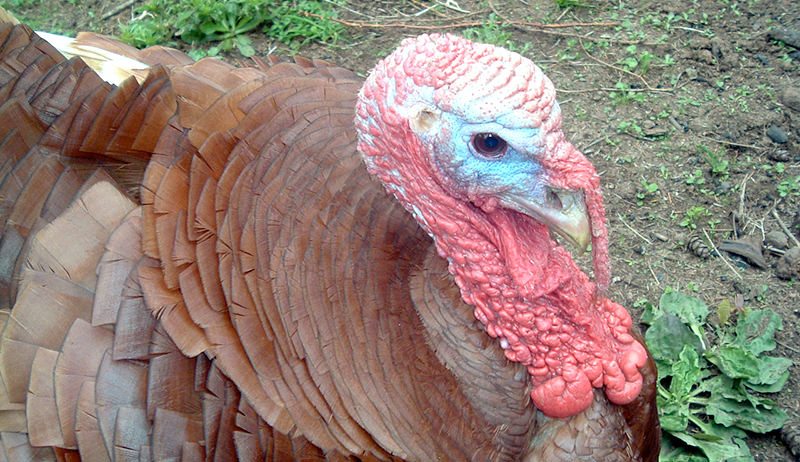 close up of turkey on farm raising turkeys for meat