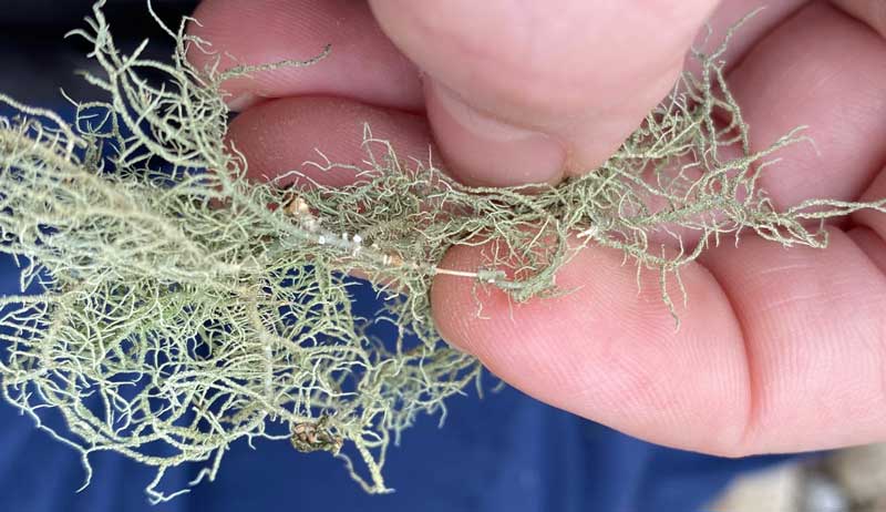 usnea lichen