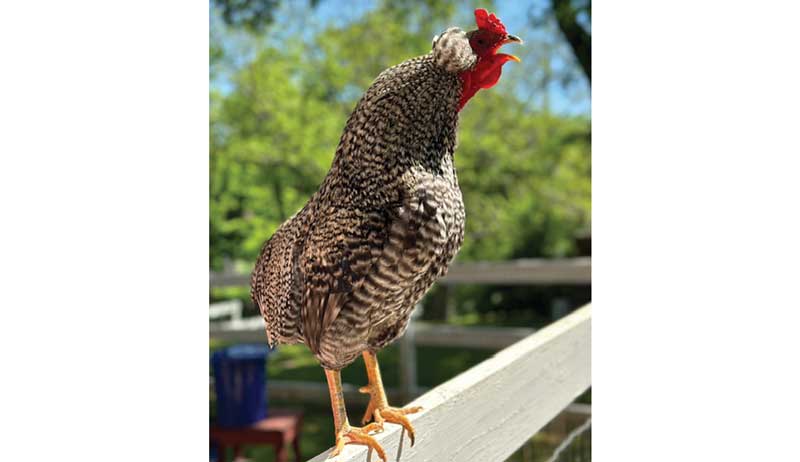 chickens photo gallery