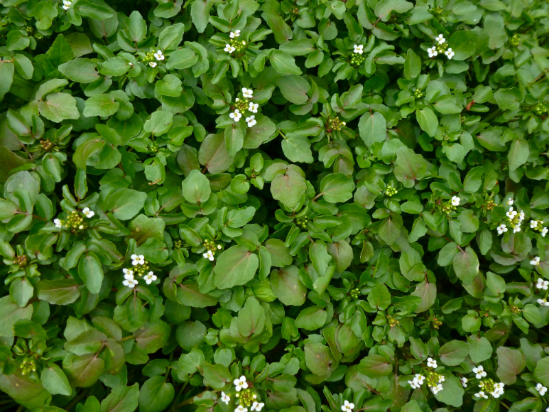 watercress