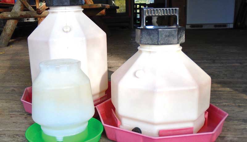 chicks waterer feed supplies equipment