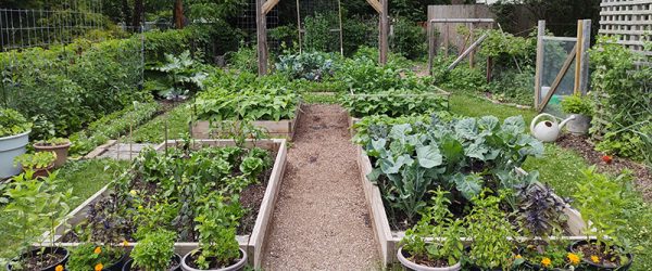Vegetable Garden Design Basics