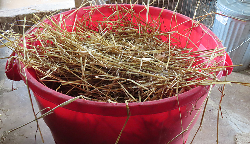 Lots of straw in a red color bucket