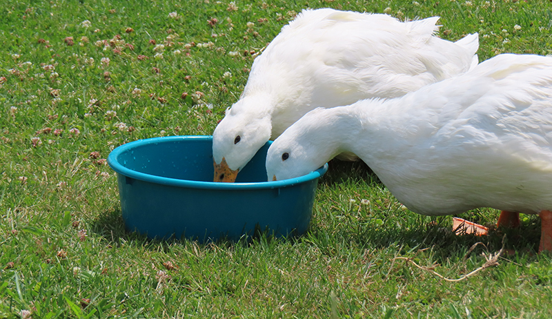 Two ducks are drinking water in a blue bowl in a ground