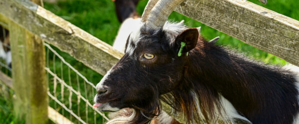 Wether Goat Guide: From Pack Animals to Perfect Pets