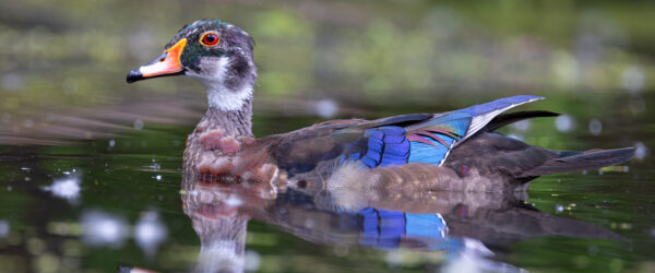 When Do Ducks Molt? Plus, Proper Nutrition During Molting