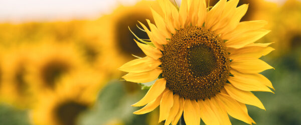 How To Tell When to Harvest Sunflowers