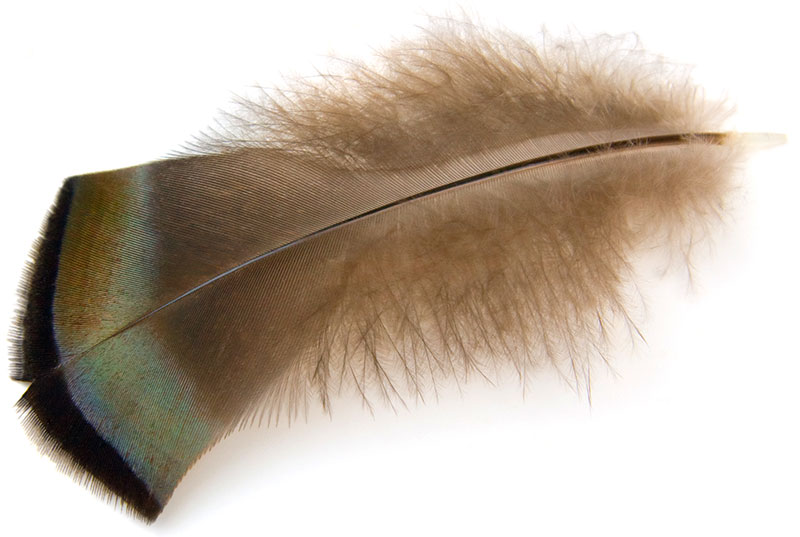 wild turkey semiplume bird feather