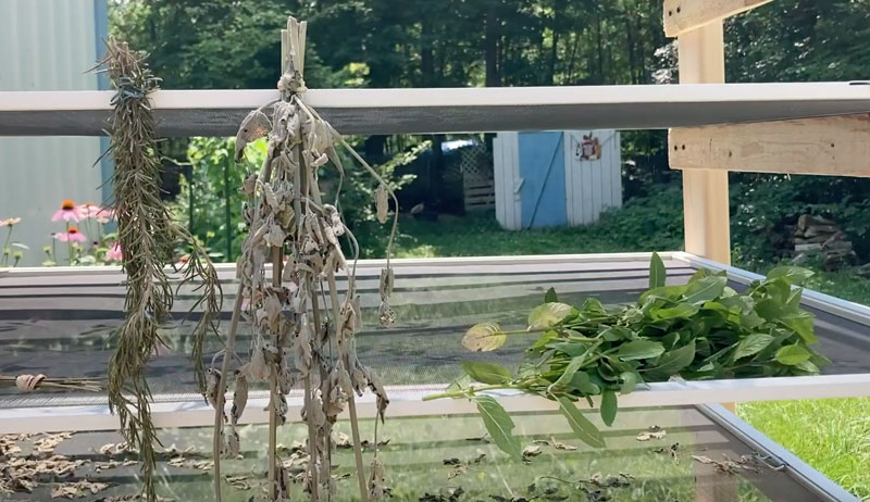 winter garden tasks chores herbs drying