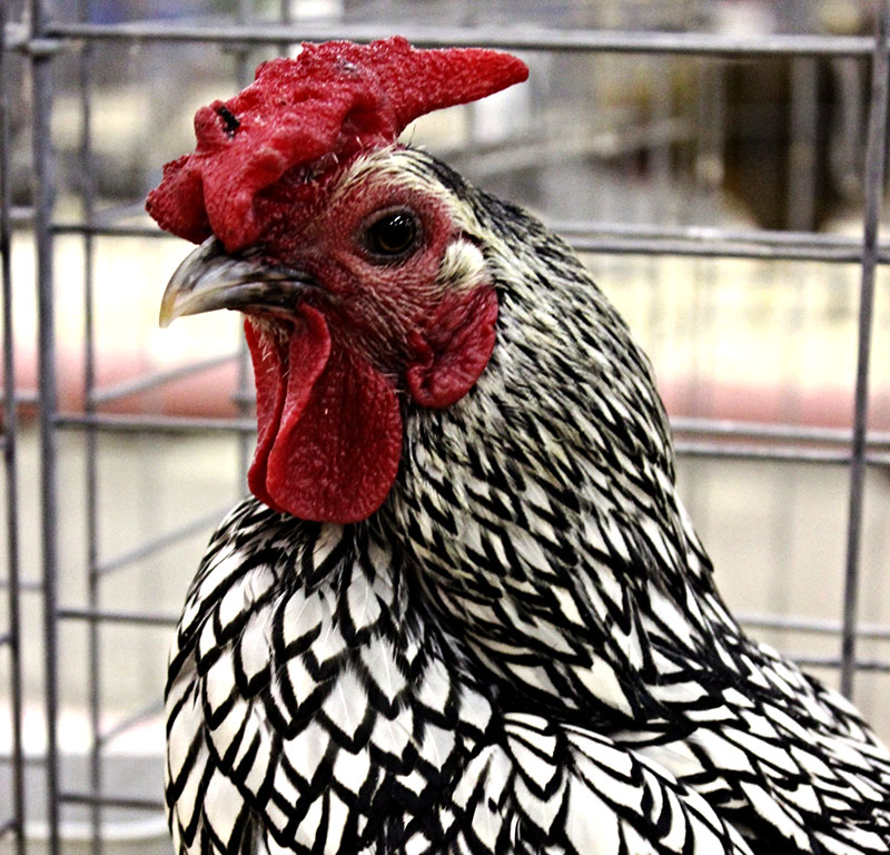 chicken breeds wyandotte rooster