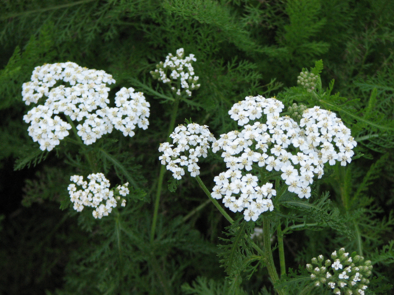 yarrow wildflowers